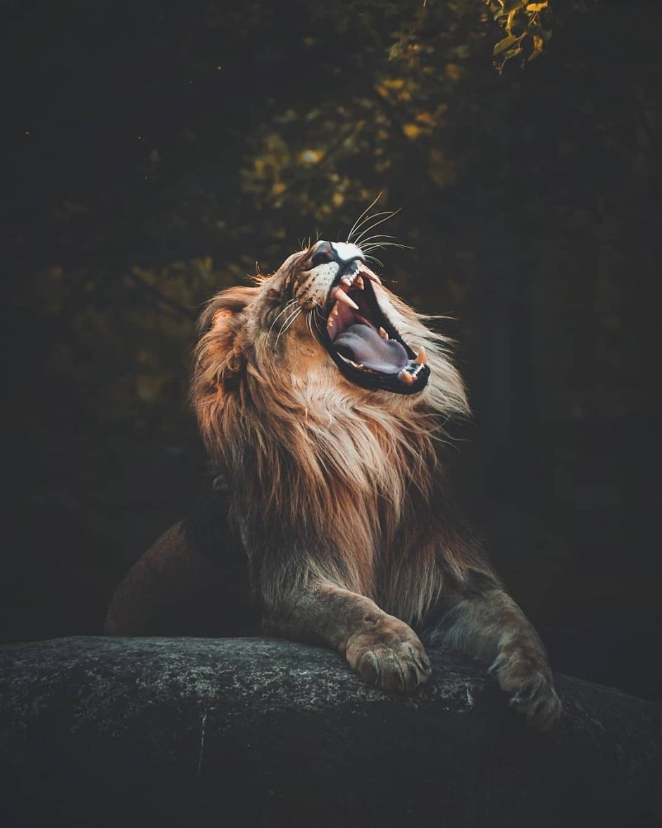 Кошка в зеркале Лев