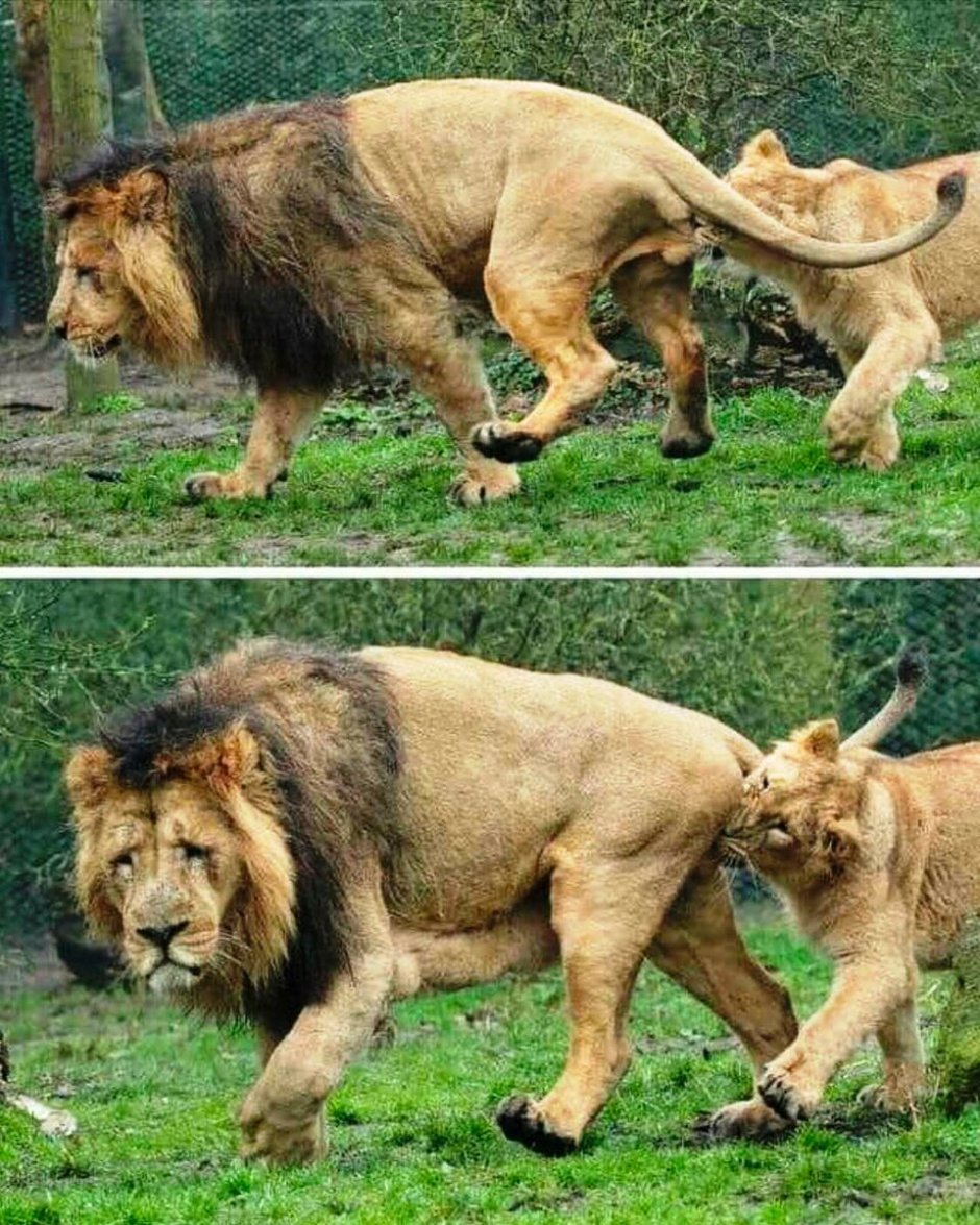 Кот сидит а отражение Льва