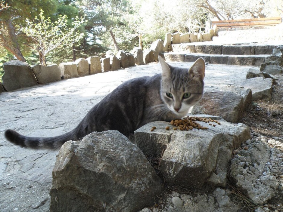 Барханный кот в пустыне