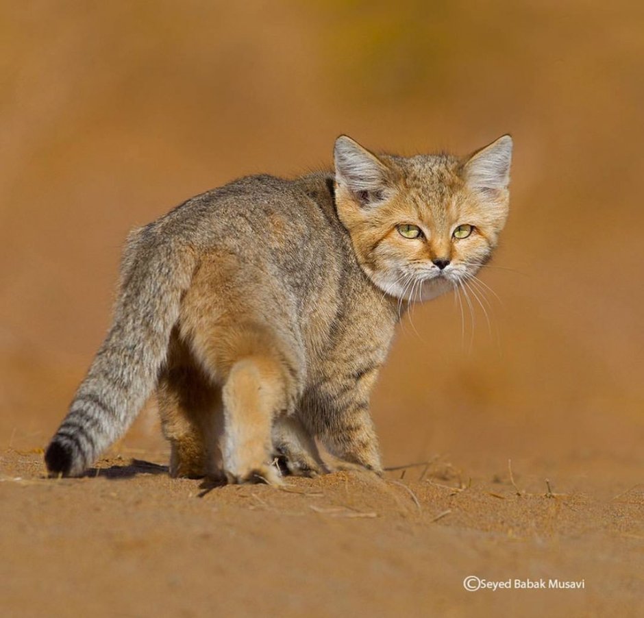 Аравийский МАУ кошка