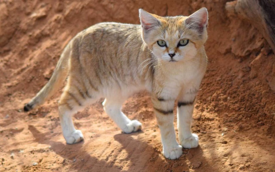 Сирийский кот фото