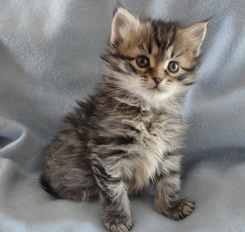 Красивые коты