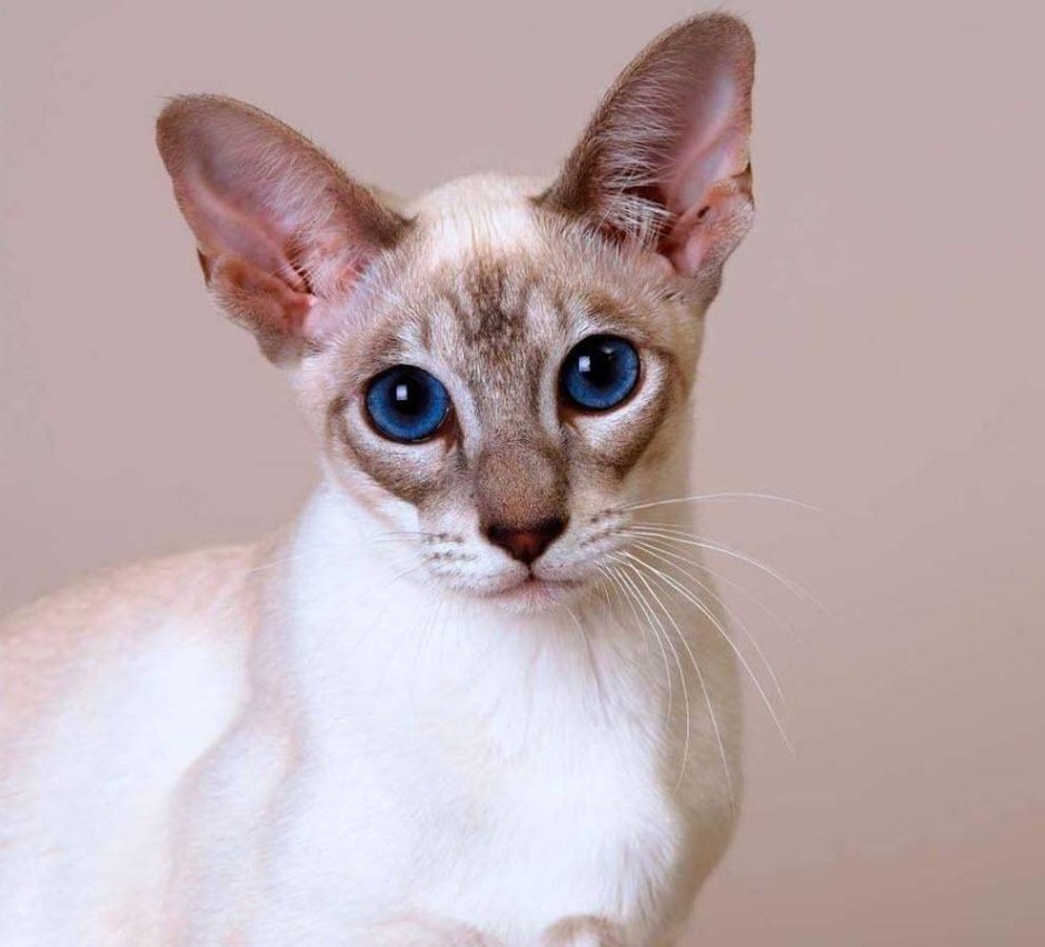 Сирийская кошка
