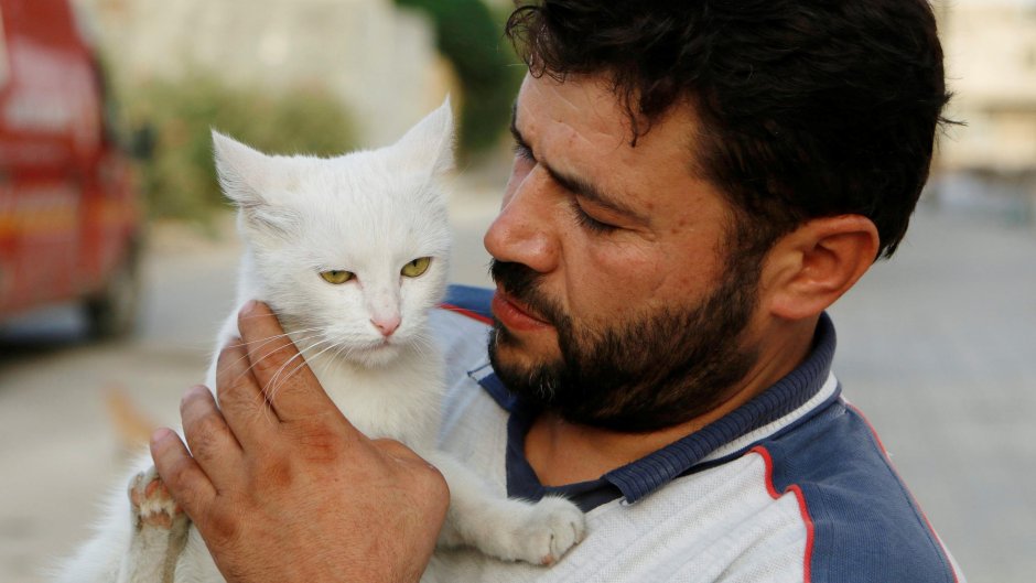 Коты. Дикие.барханный