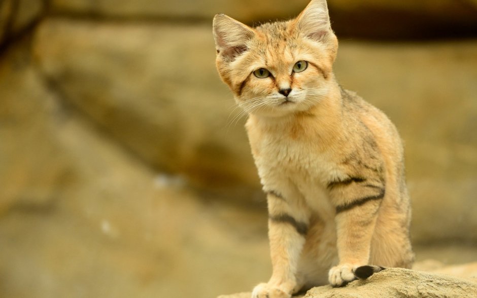 Абиссинская кошка пятнистая