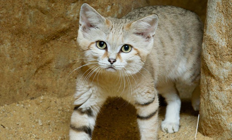 Вьетнамская кошка