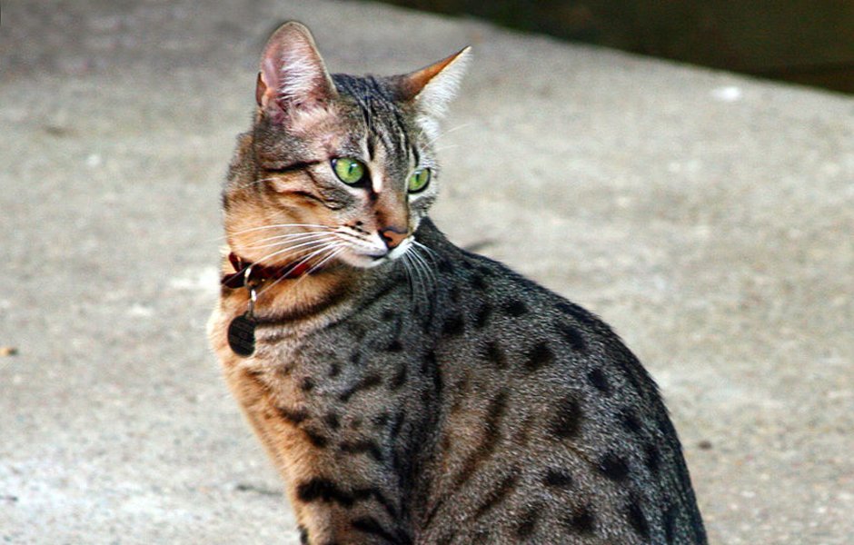 Барханный песчаный кот