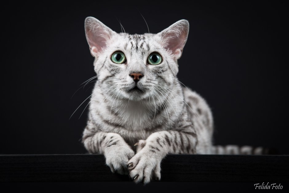 Абиссинская кошка