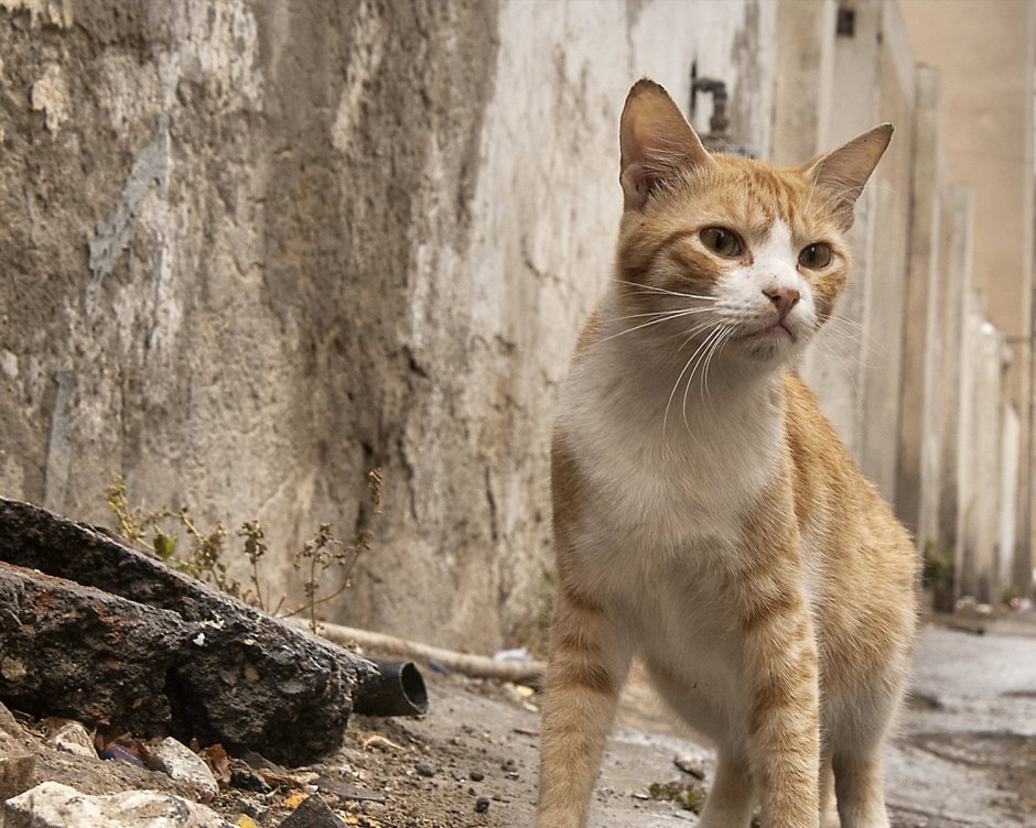 Абиссинская кошка пятнистая