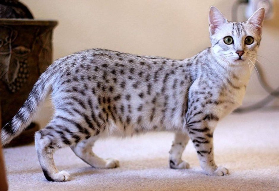 Степная кошка (Felis Libyca)