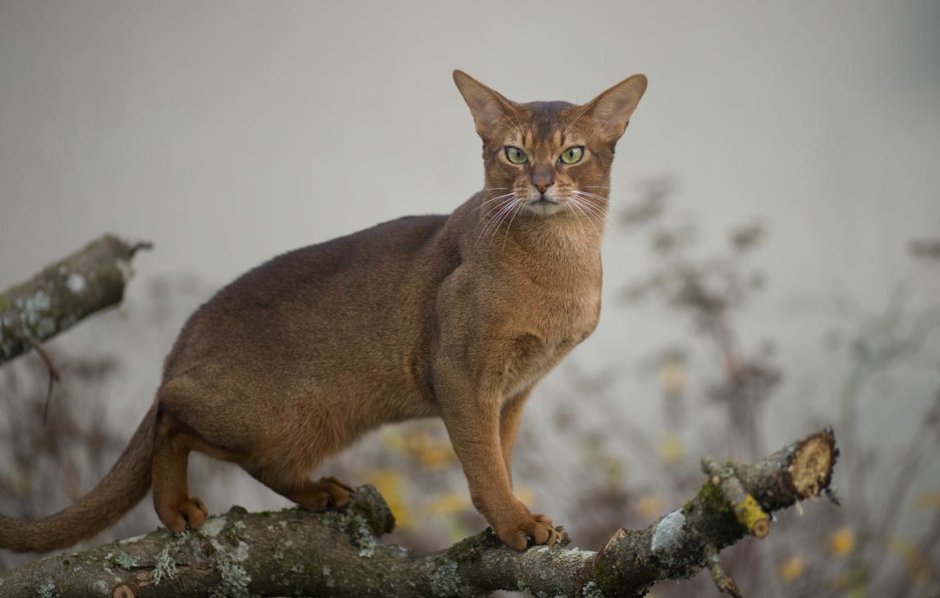 Чаузи кошка ф1