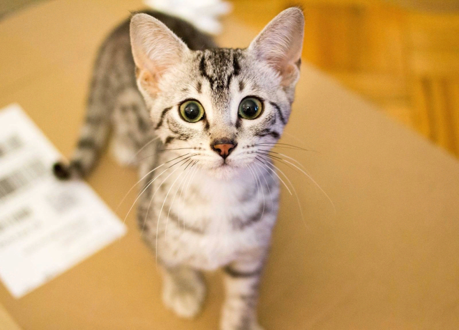 Арабская МАУ порода кошек