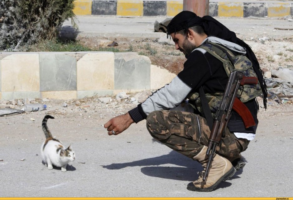 Барханный кот котята
