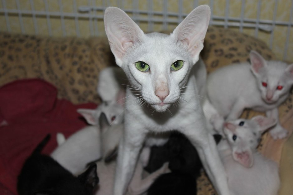 Кошка Египетская МАУ С котятами