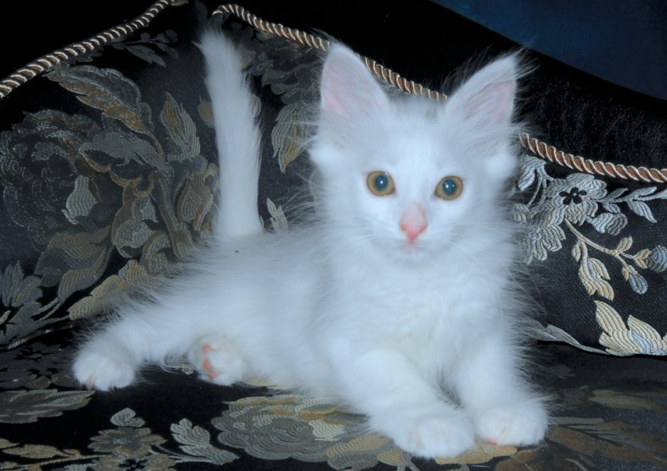 Ангорская кошка котята