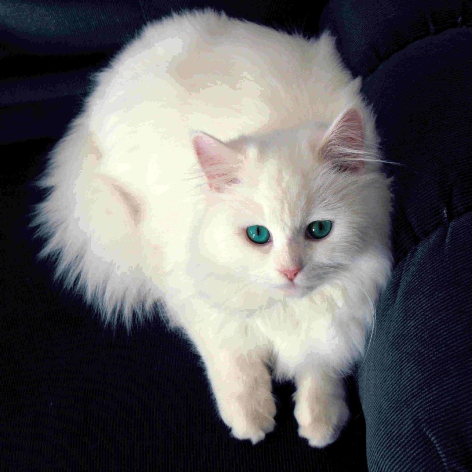 Персидская ангора кошка
