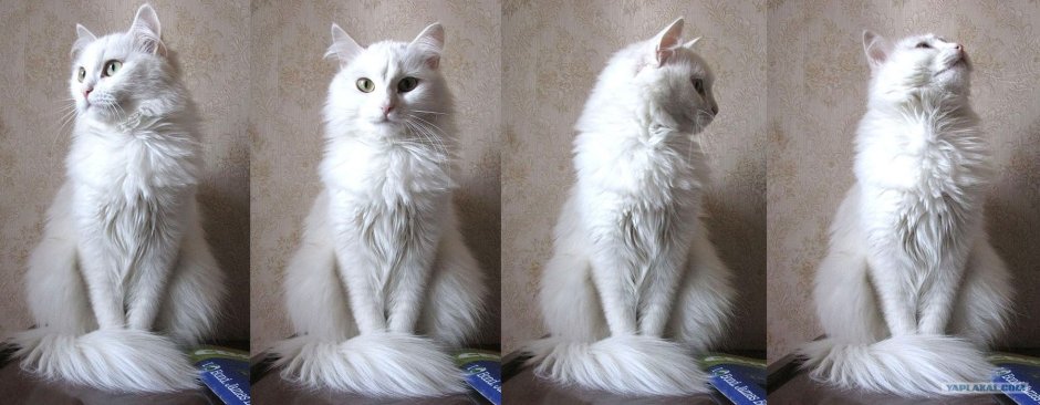 Турецкая ангора кошка вес