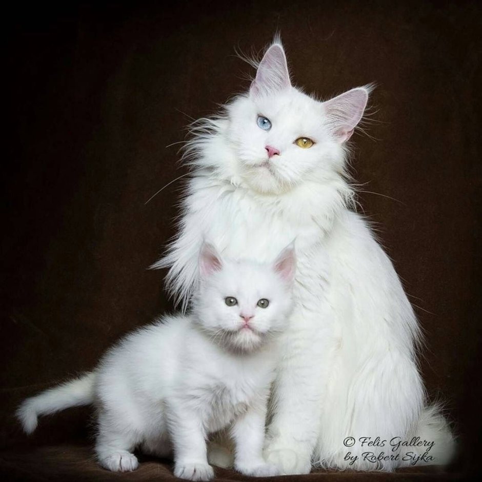Ангорская кошка котята