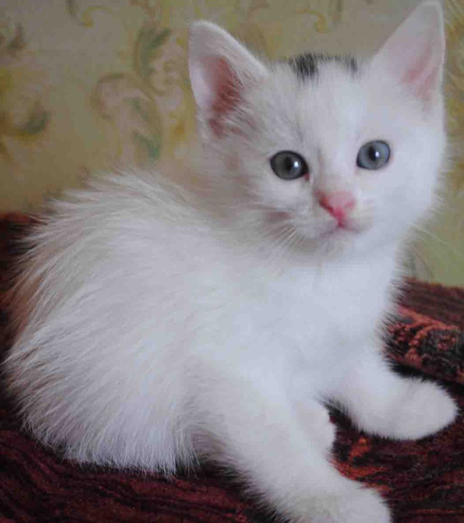 Ангорский котенок белый