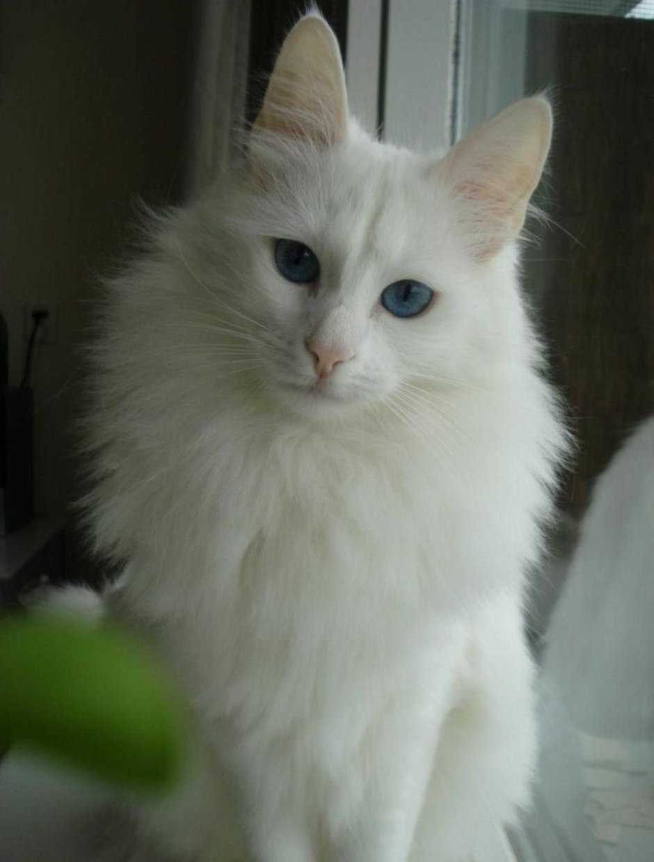 Турецкая ангора кошка
