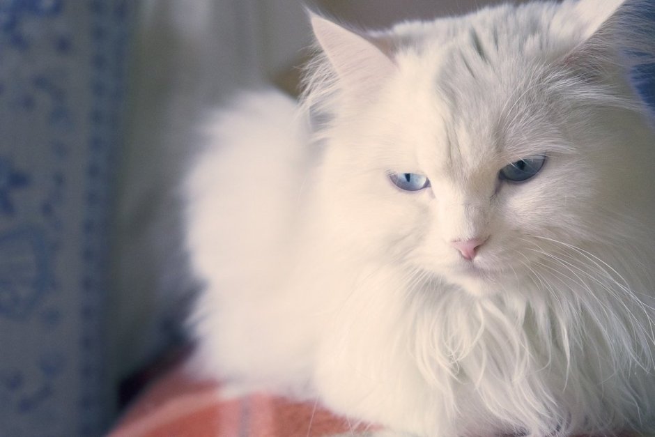 Персидский ангорский кот