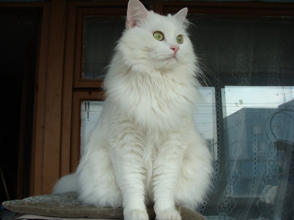 Кошка Сибирская ангорка