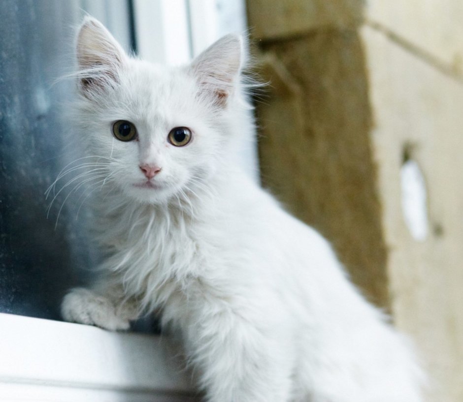 Ангорская кошка метис