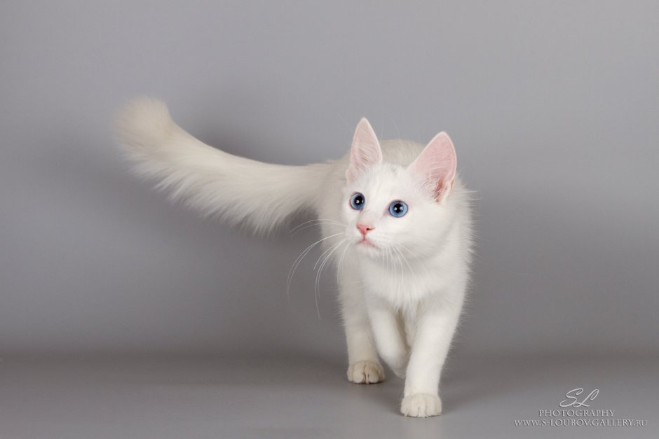 Белая ангорская кошка