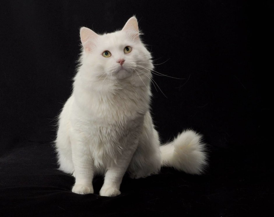 Сибирская ангора кошка белый кот