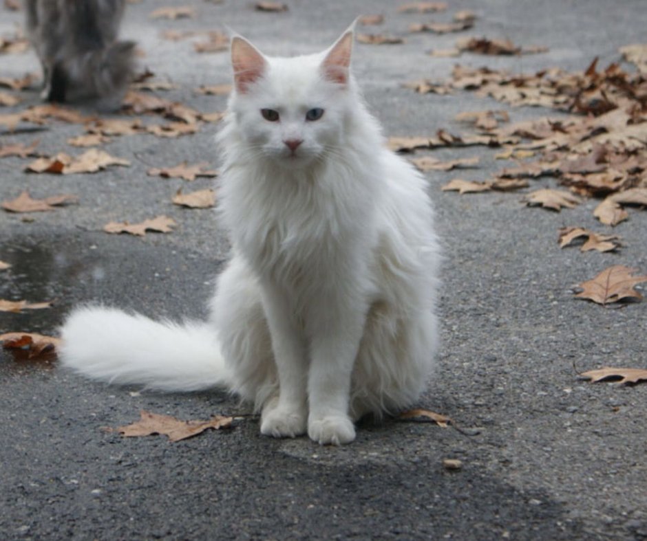 Ангорская кошка альбинос