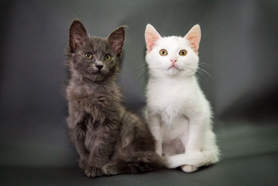 Метис кот