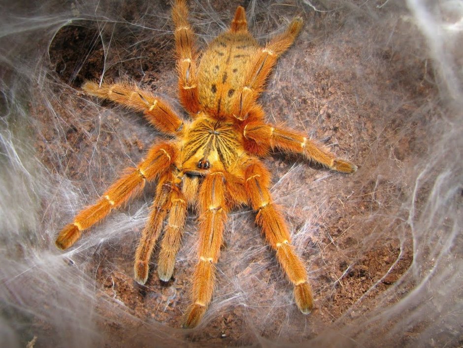 Pterinochilus murinus