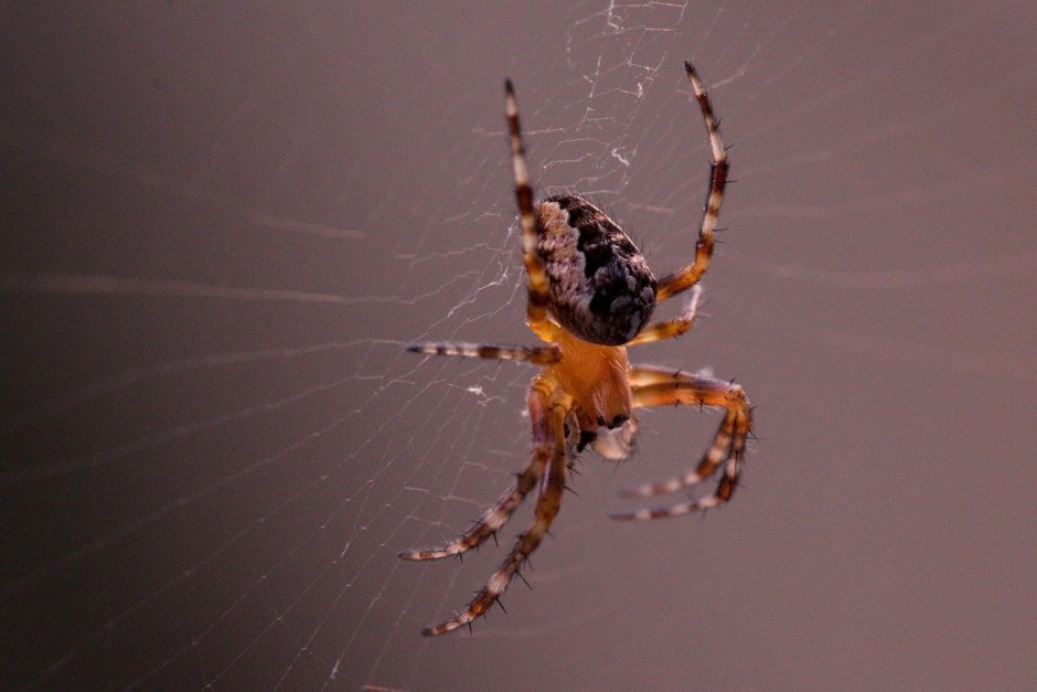 Araneus diadematus паук