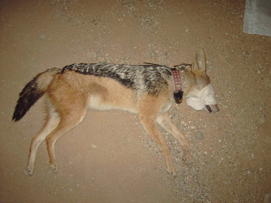 Цитаты Волков