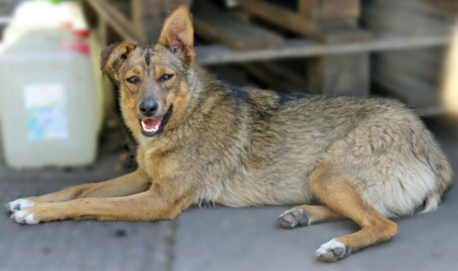 Шалайка порода