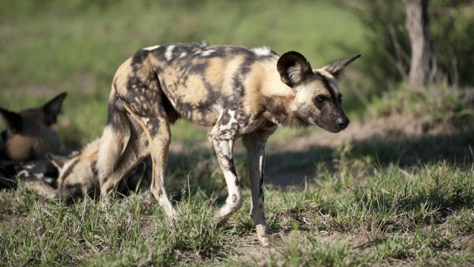 Национальный парк Серенгети гиены