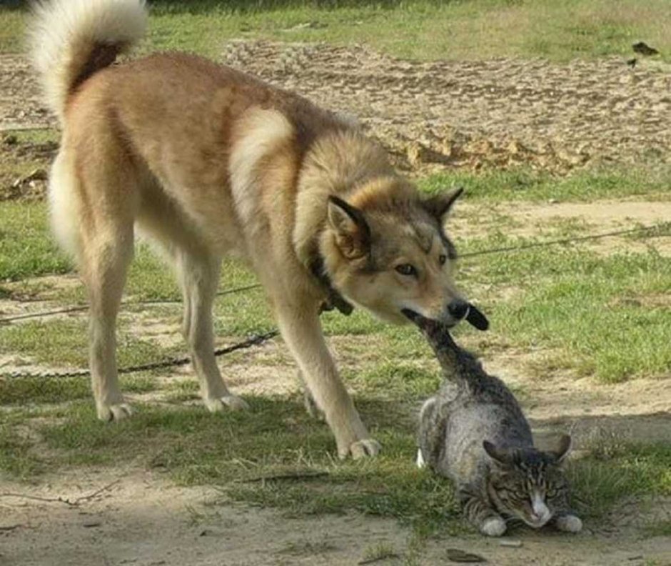 Смешной волк