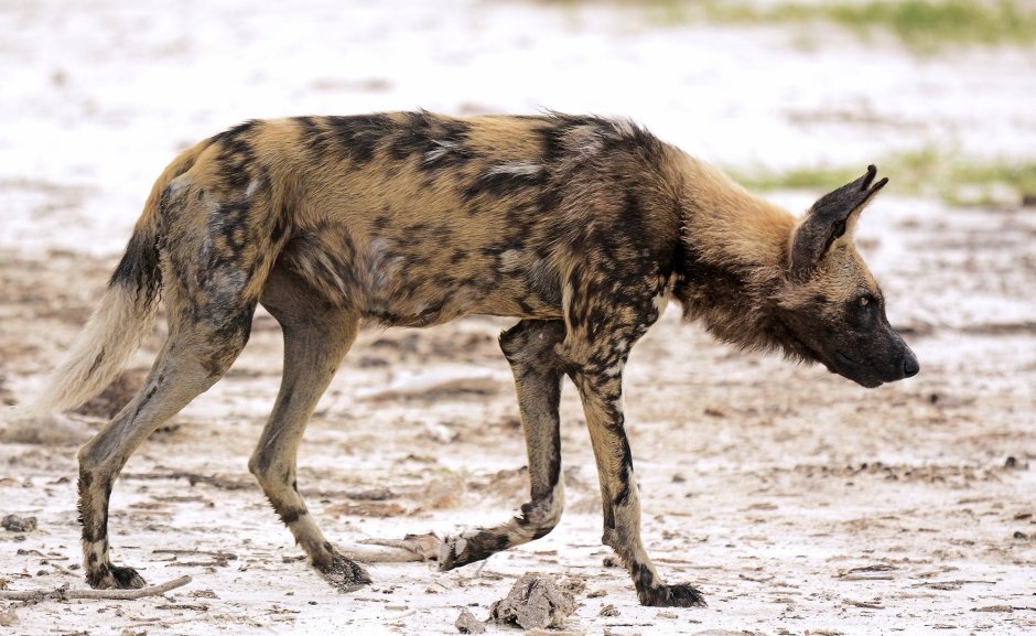 Я верный друг и страшный враг смотря кому