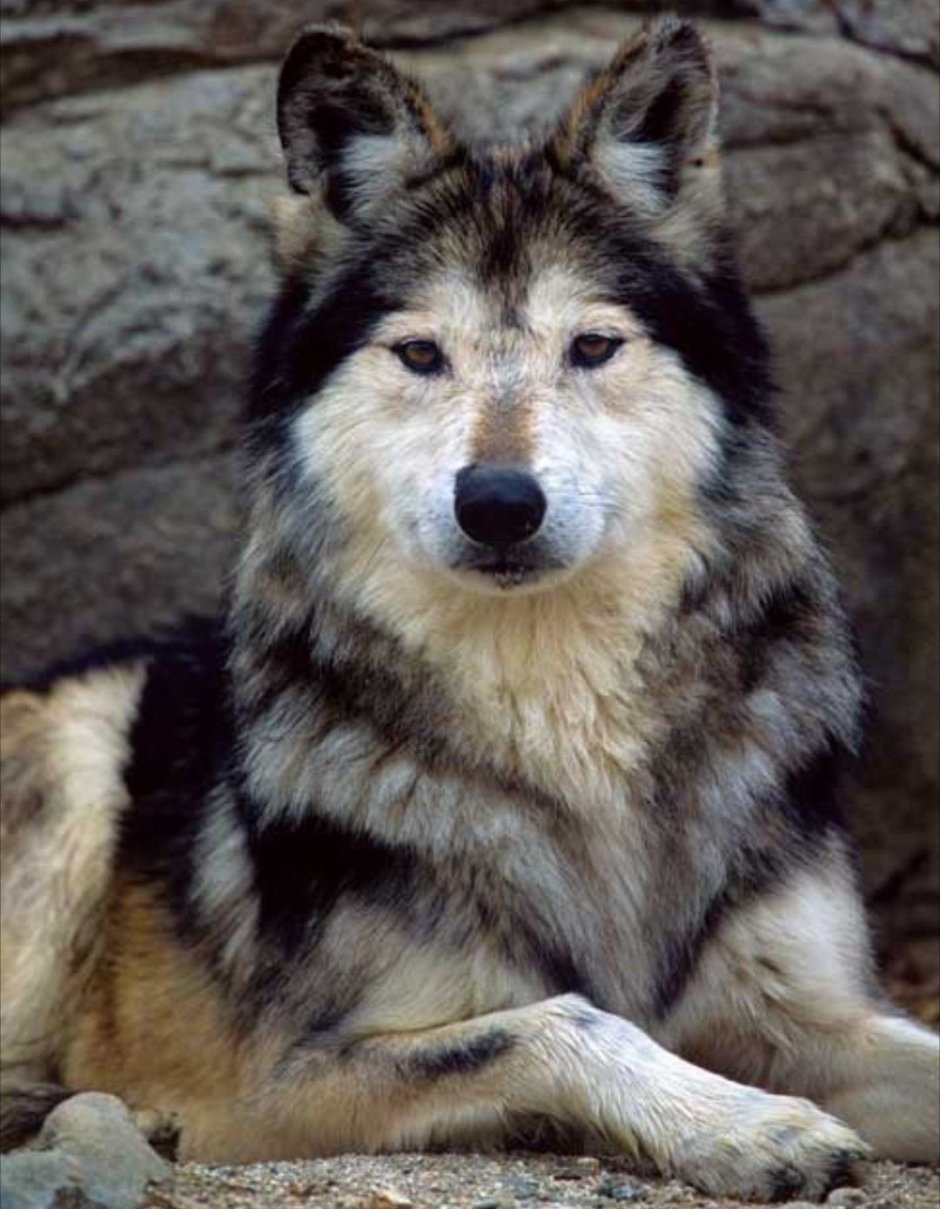 Смесь овчарки и шакала