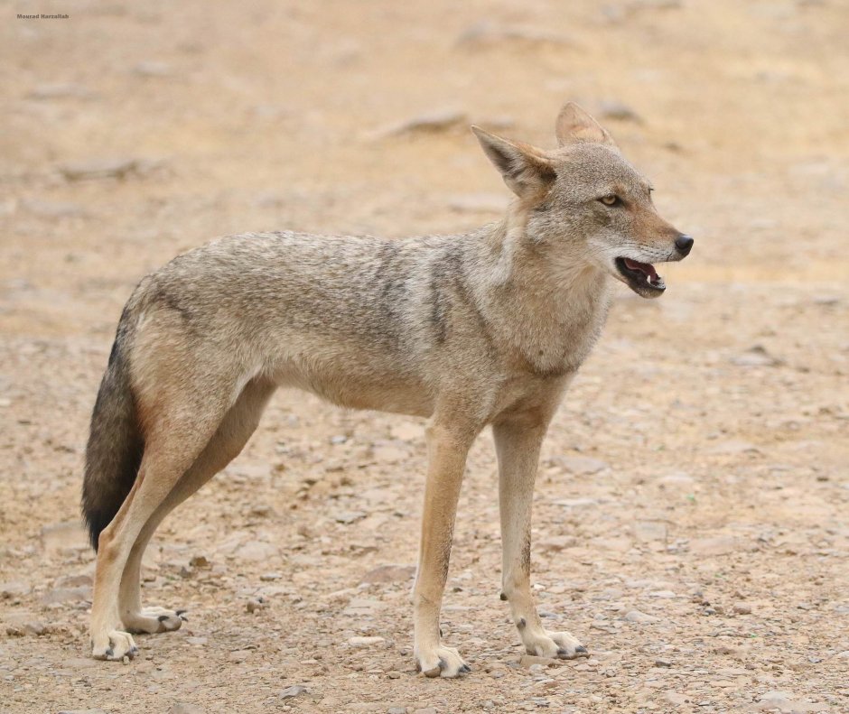 Шакал койот Динго волк