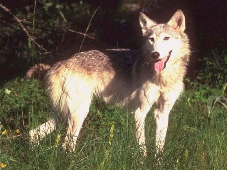 Золотистый Шакал скалится