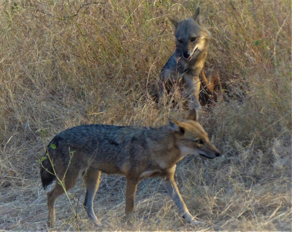 Помесь шакала с собакой