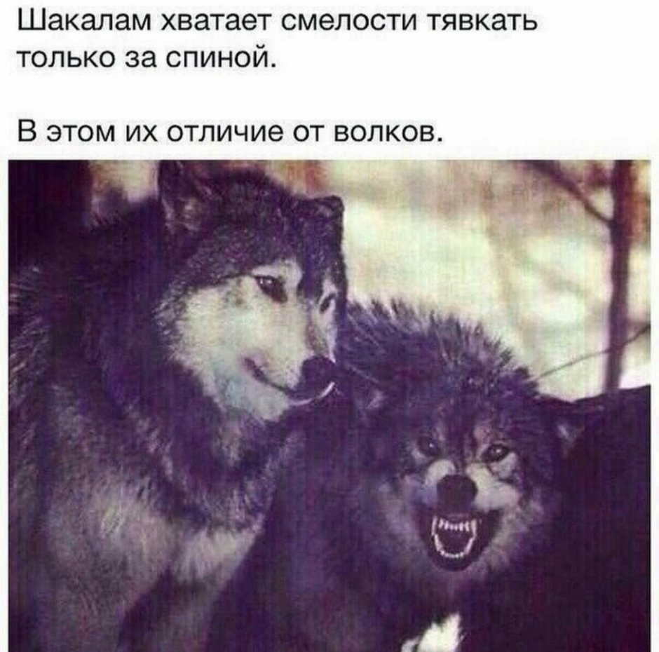 Динго и гиеновая собака