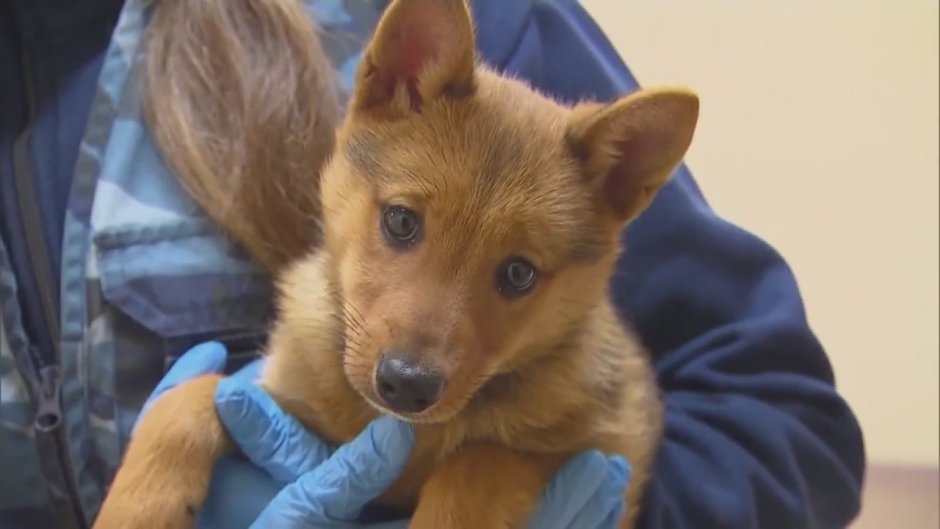 Метис койота