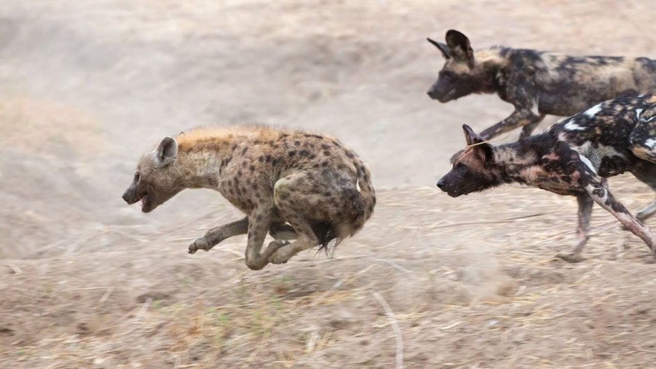 Шакал и волк