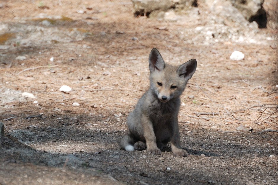 Дикие собаки в Одесской области