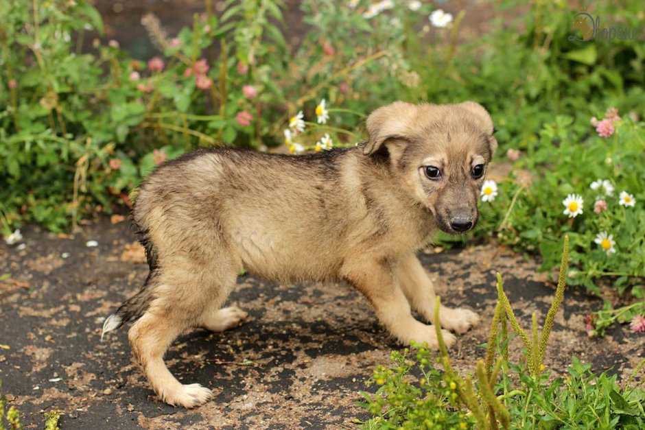 Маленькие щенята шакала
