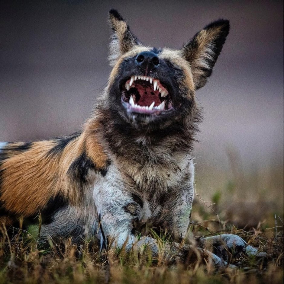 Жалкий волк