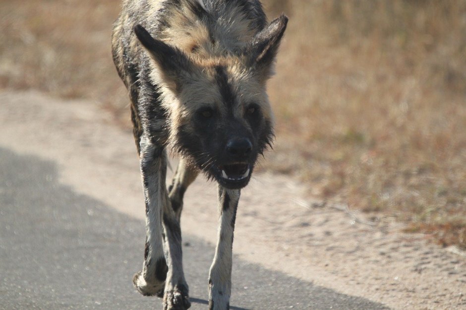 Грустный Шакал