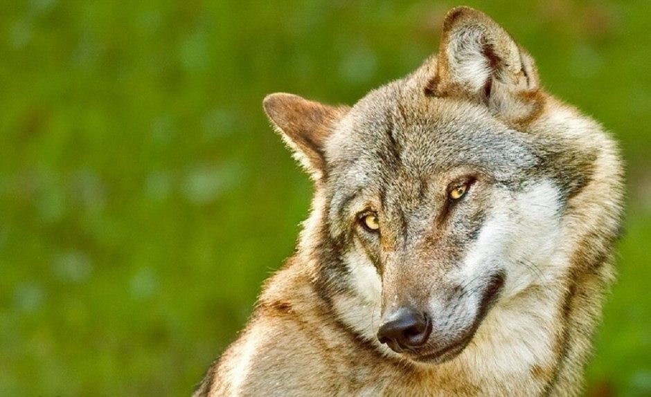 Гиеновидная гиена